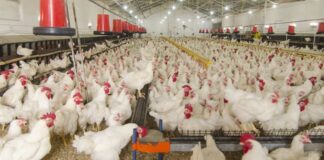 How to Open Poultry Farm Business