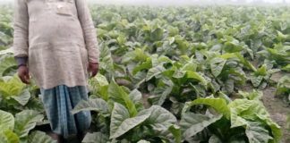 How to Make Up Tobacco Farming & Manufacturing License in Hindi