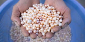 Pearl Farming business kaise kare मोती की खेती कैसे करे