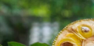 Benefits and Side Effects OF Jackfruit Tree Hindi