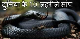 Duniya Me Sabse Jahrila Saap Kaunsa Hai?
