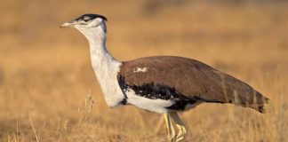What is the State Bird of Rajasthan in Hindi