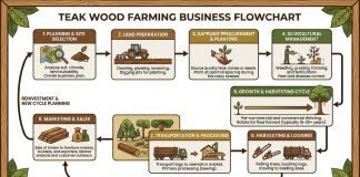 Teak Wood Farming Business: Your Path to Sustainable Wealth Teak Wood Farming Business Flowchart image