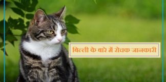 About Cat in Hindi