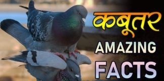 About Pigeon in Hindi