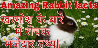 About Rabbit in Hindi
