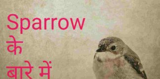 About Sparrow in Hindi