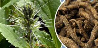 Kutki Tablet Effects and Side Effects
