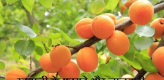 Apricot Fruit Benefits in Hindi