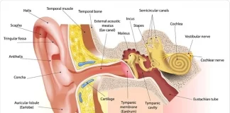 Ear Cancer Symptoms and Treatment