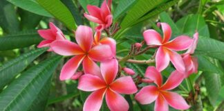 Frangipani Flower की जानकारी in Hindi