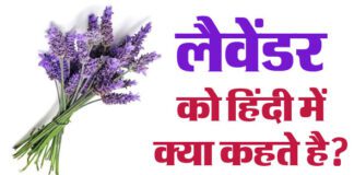 Lavender Flower की जानकारी in Hindi