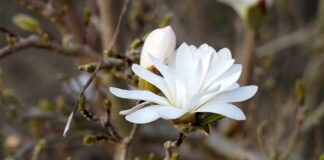 Magnolia Flower की जानकारी in Hindi