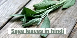 Sage Plant की जानकारी in Hindi
