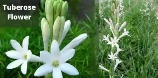 Tuberose Flower के बारे में जानकारी in Hindi