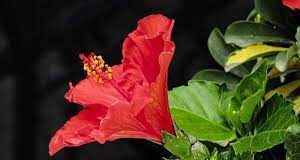 Jaba Flower की जानकारी in Hindi