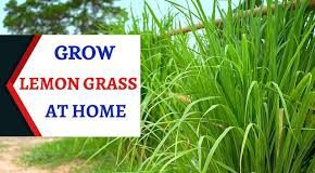 Lemon Grass की जानकारी in Hindi