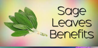 Sage Leaves Benefit Effects and Side Effects