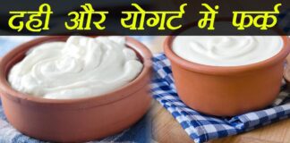 Yogurt Manufacturing Business in Hindi