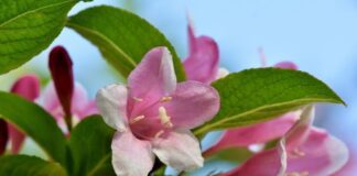 Jasmine Flower की जानकारी in Hindi