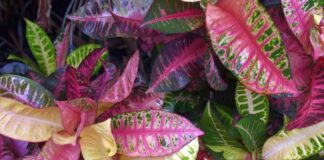 Croton Plant के बारे में जानकारी in Hindi