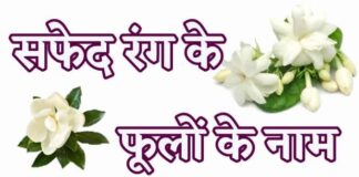 White Flowers Name in Hindi