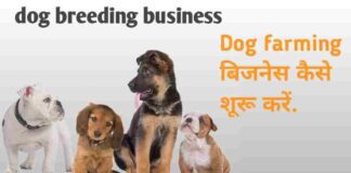 Dog Farming Business Plan in Hindi