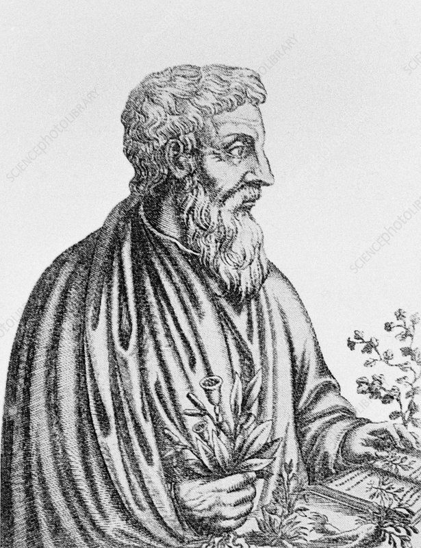 Pedanius Dioscorides Biography in Hindi Pedanius Dioscorides Biography in Hindi